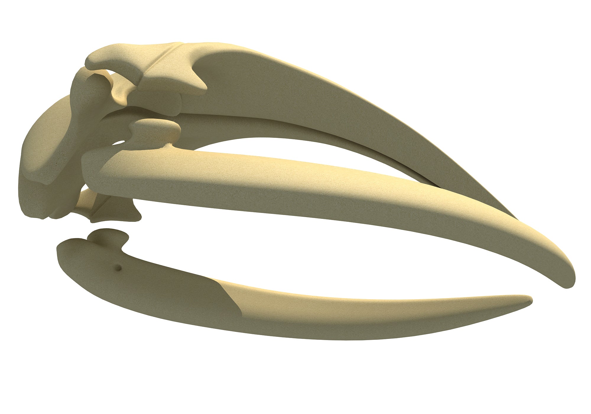 Right Whale Skull