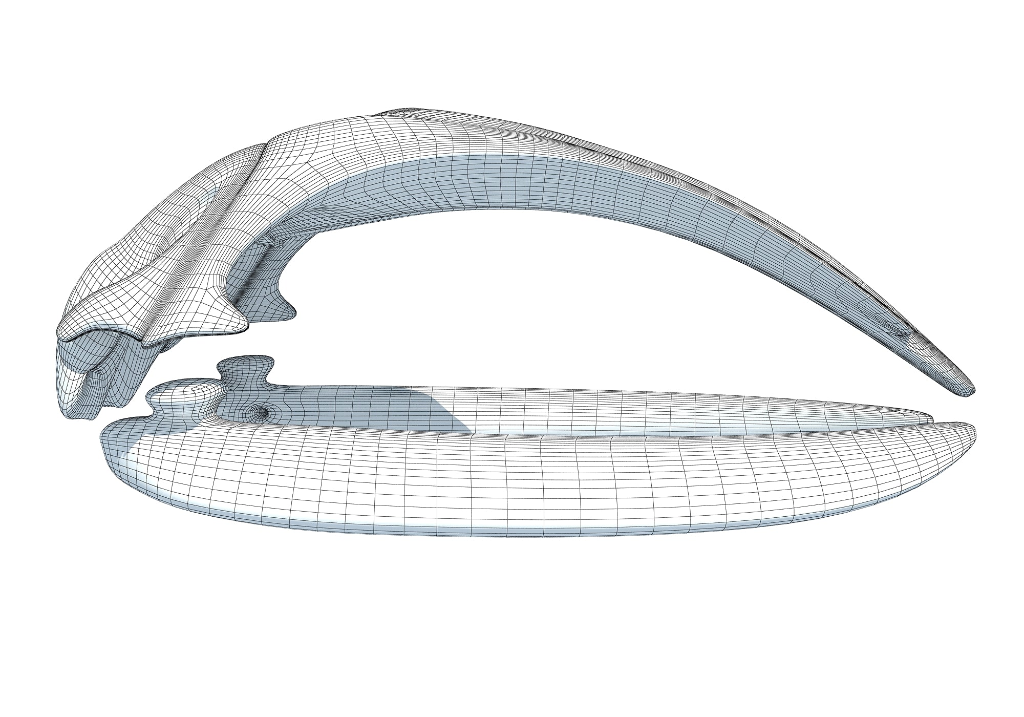 Right Whale Skull