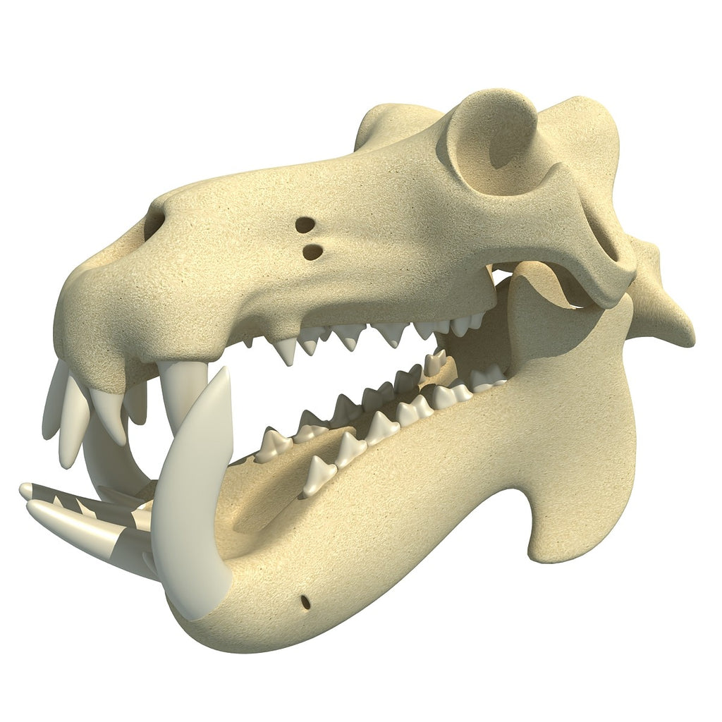 River Horse Skull Model