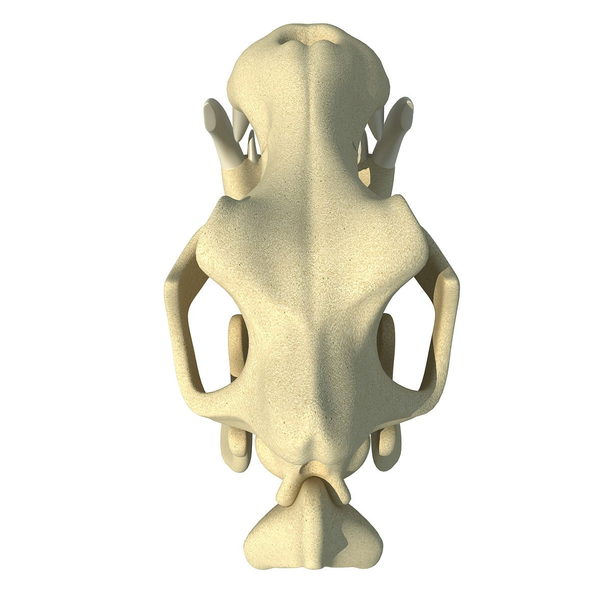 River Horse Skull Model