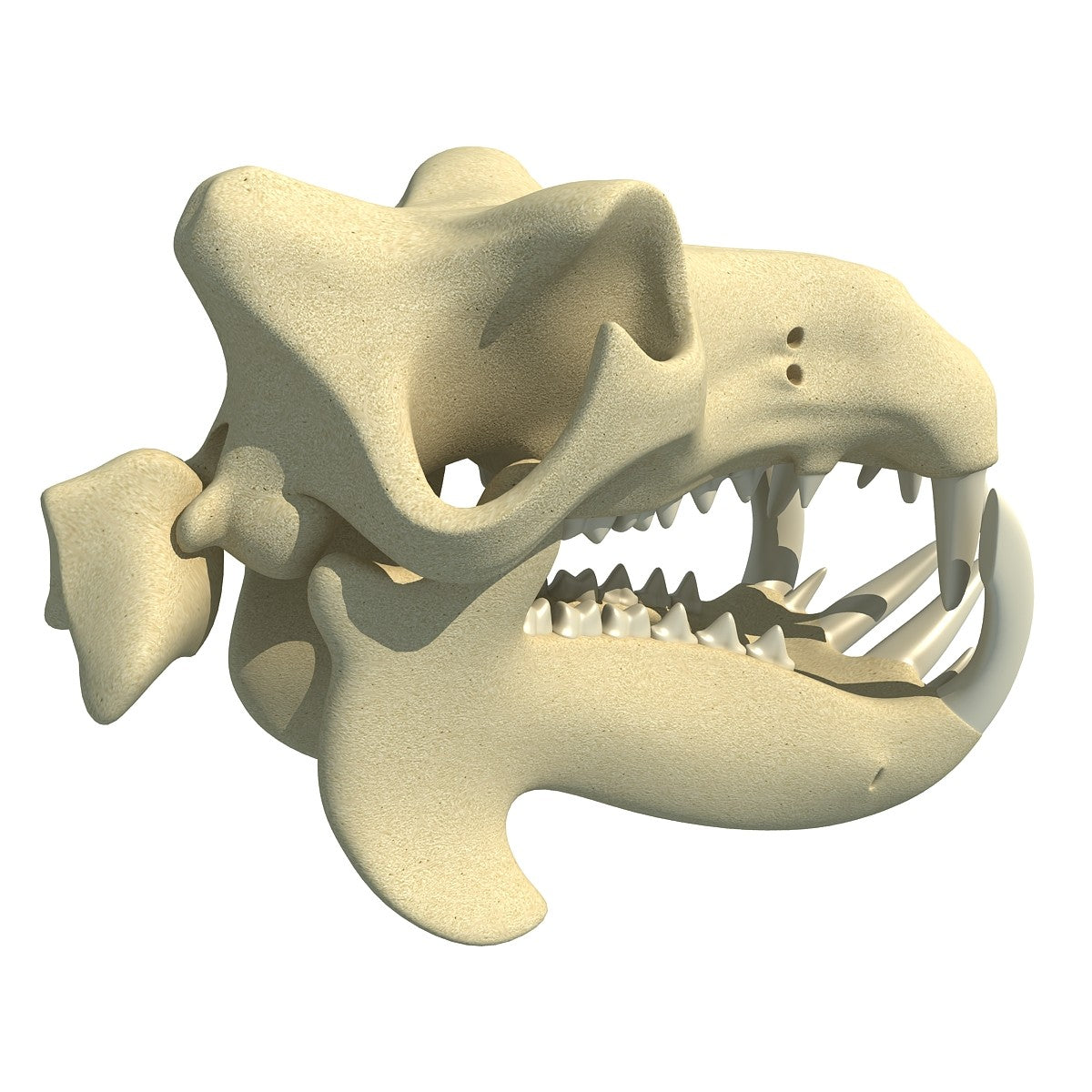 River Horse Skull Model