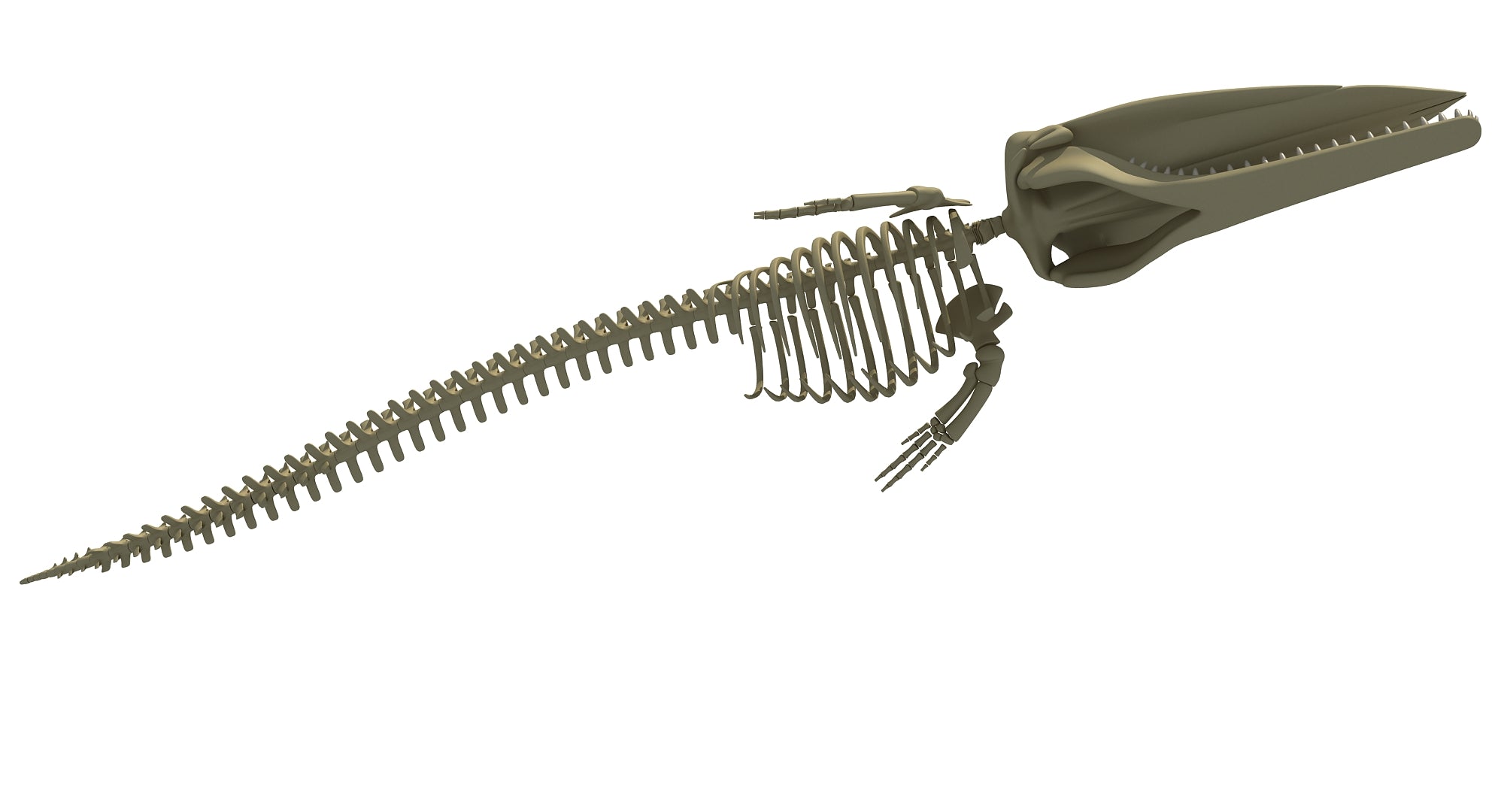 Sperm Whale Skeleton