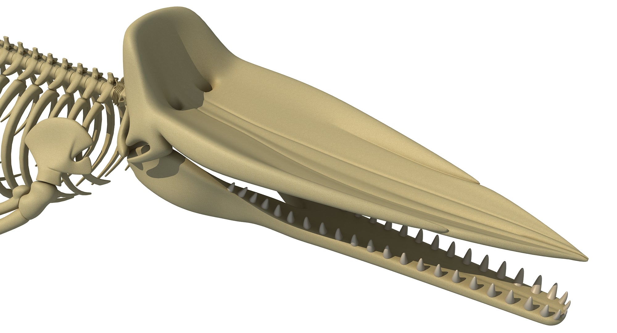 Sperm Whale Skeleton