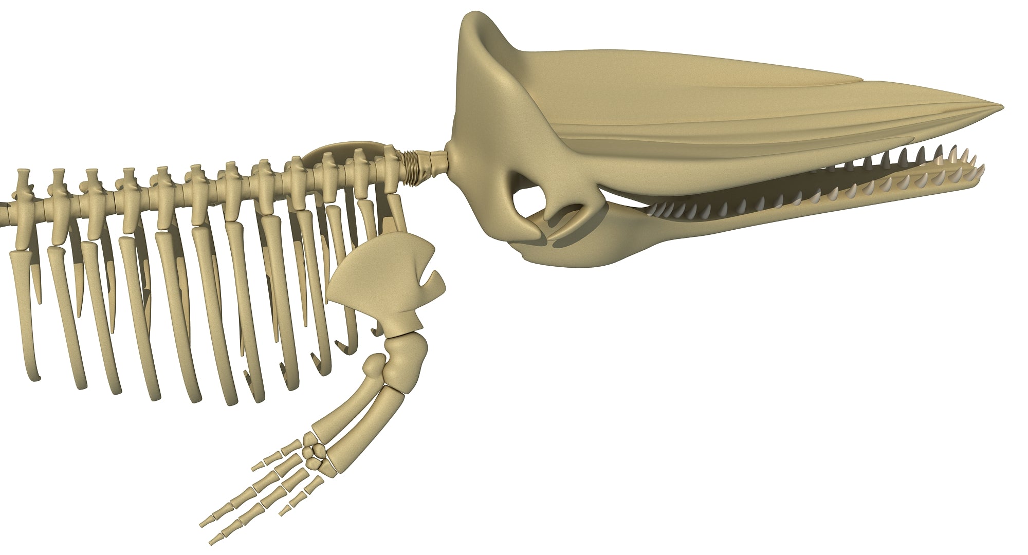 Sperm Whale Skeleton