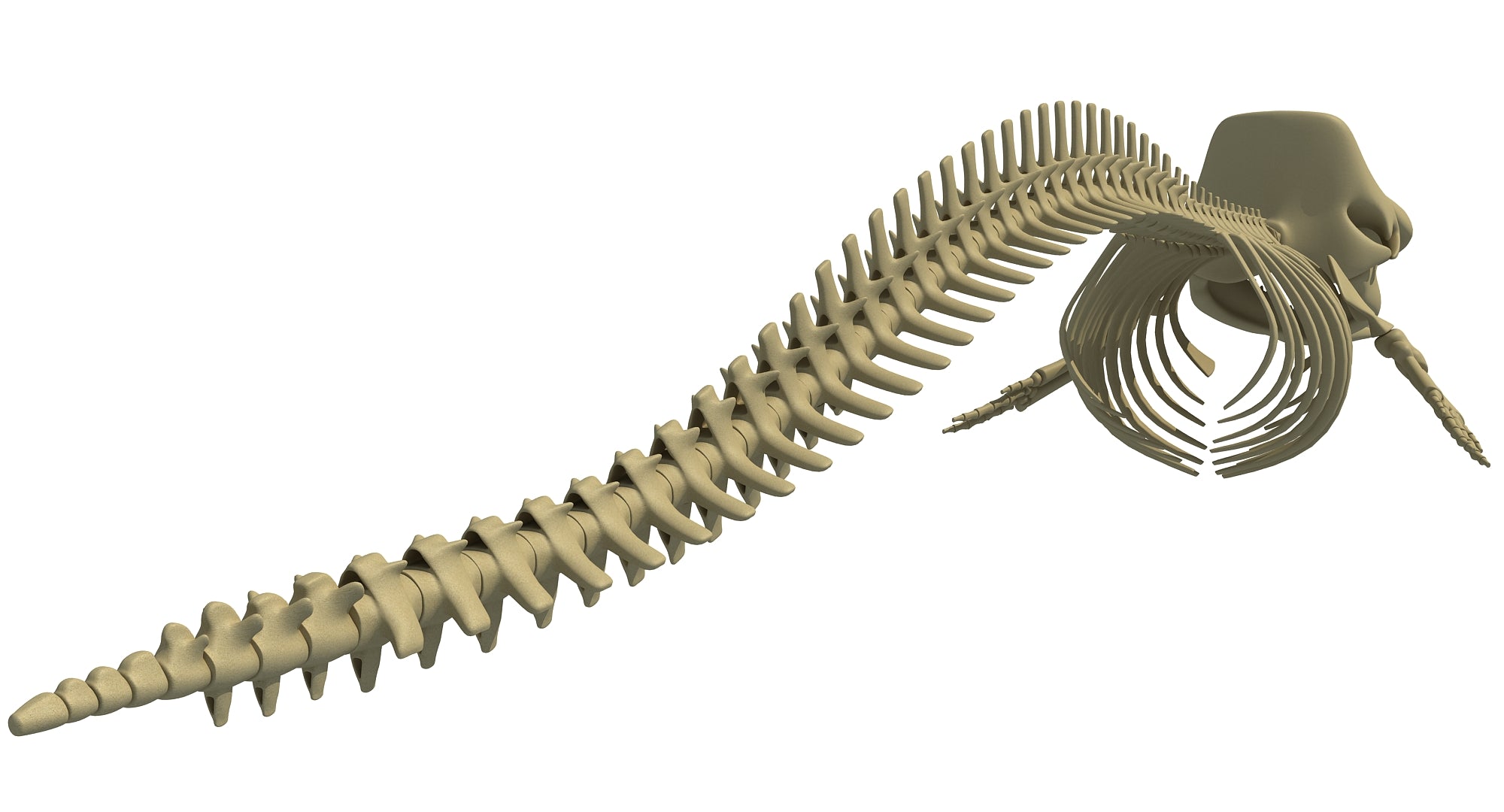 Sperm Whale Skeleton