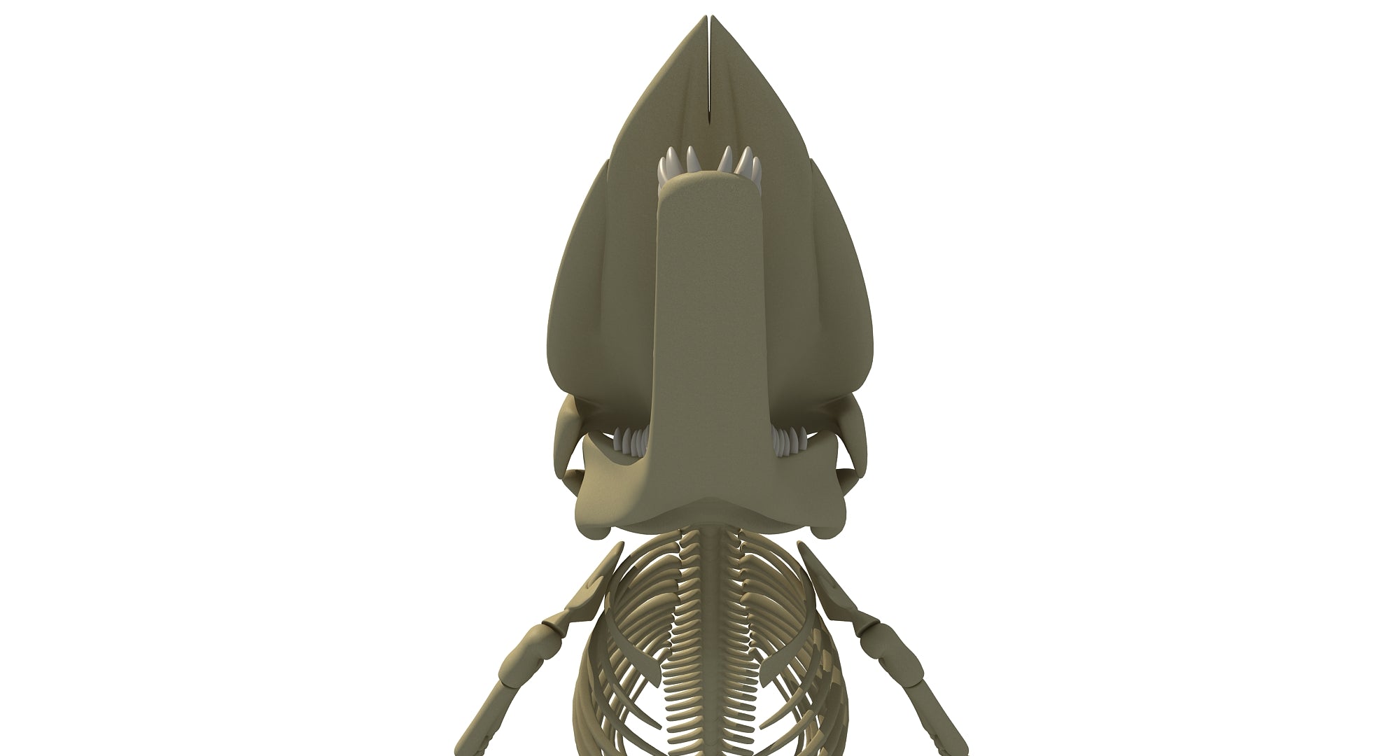 Sperm Whale Skeleton