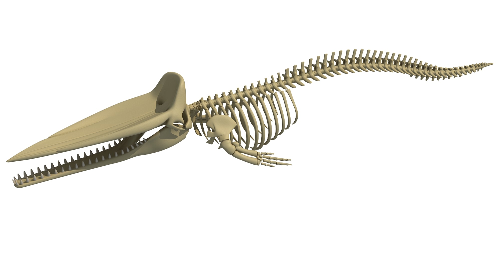 Sperm Whale Skeleton 3D Model