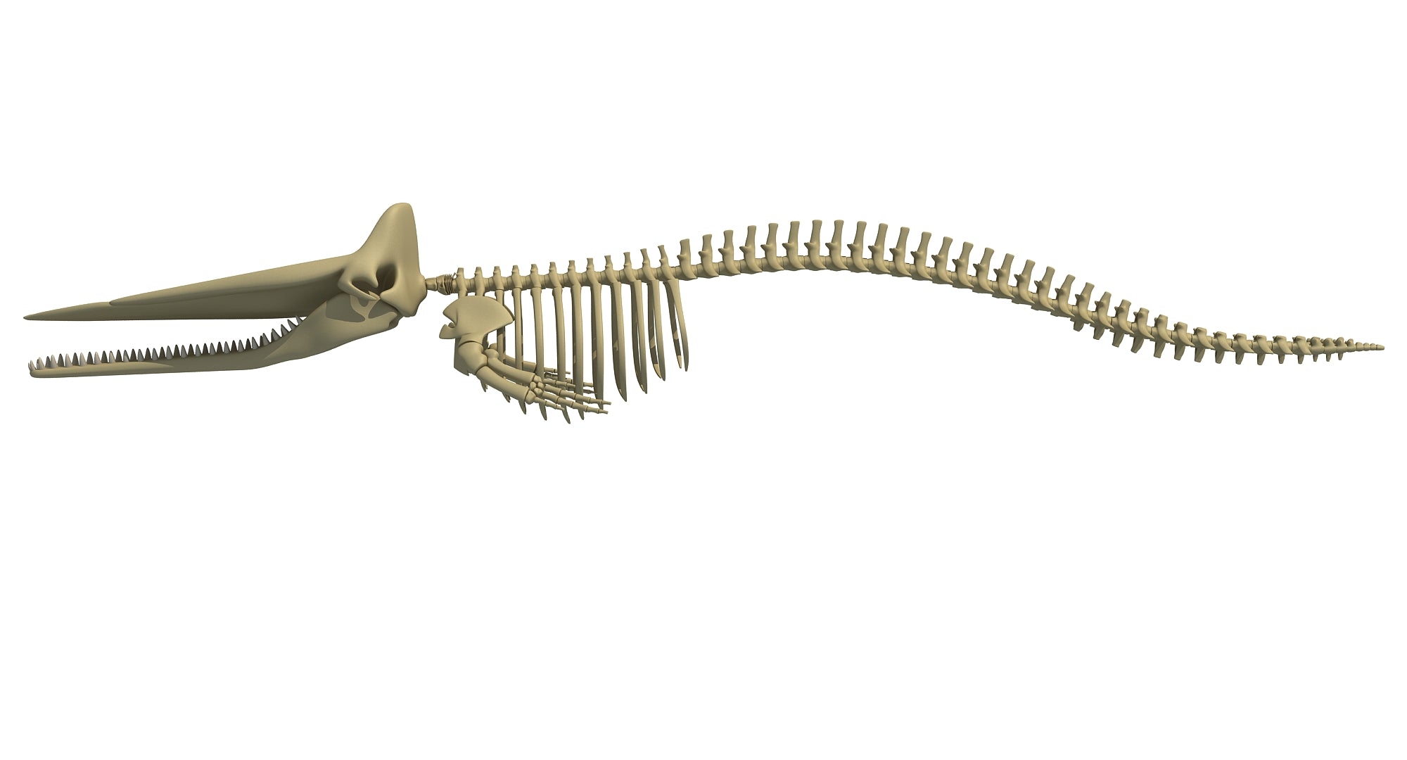 Sperm Whale Skeleton 3D Model