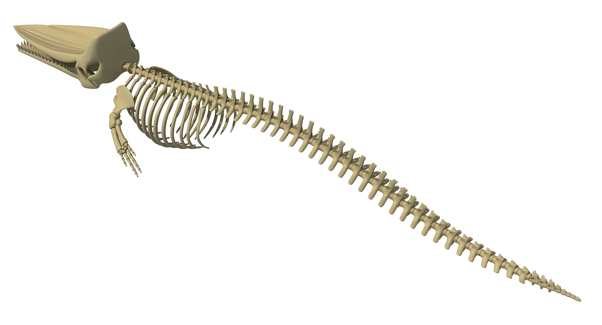 Sperm Whale Skeleton 3D Model