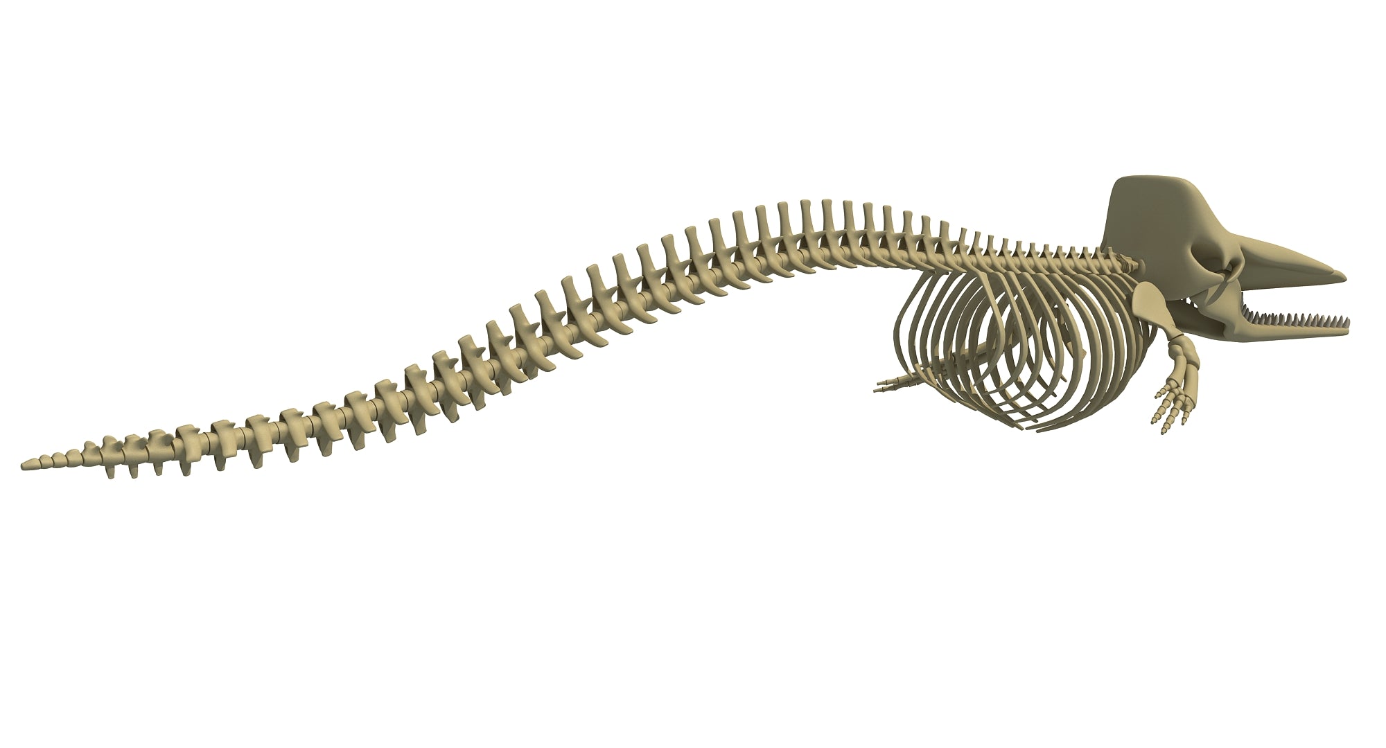 Sperm Whale Skeleton 3D Model