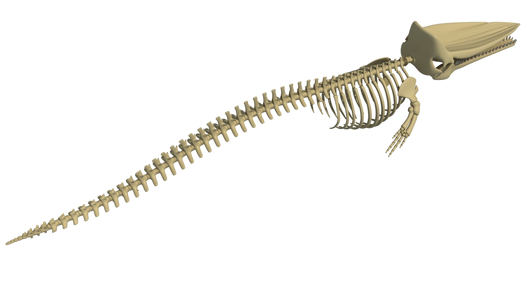 Sperm Whale Skeleton 3D Model