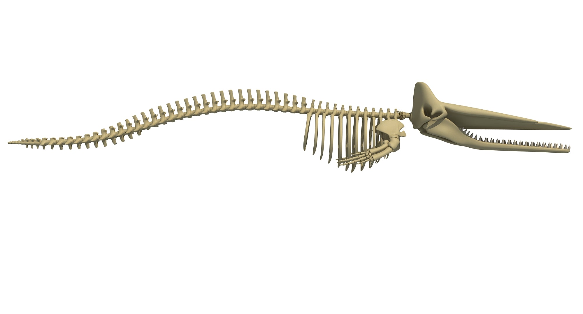 Sperm Whale Skeleton 3D Model