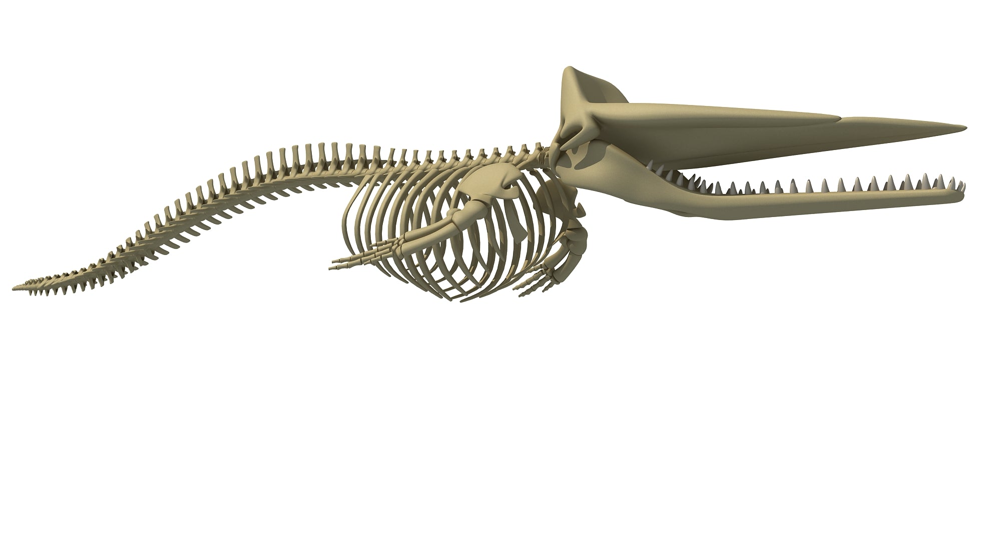 Sperm Whale Skeleton 3D Model
