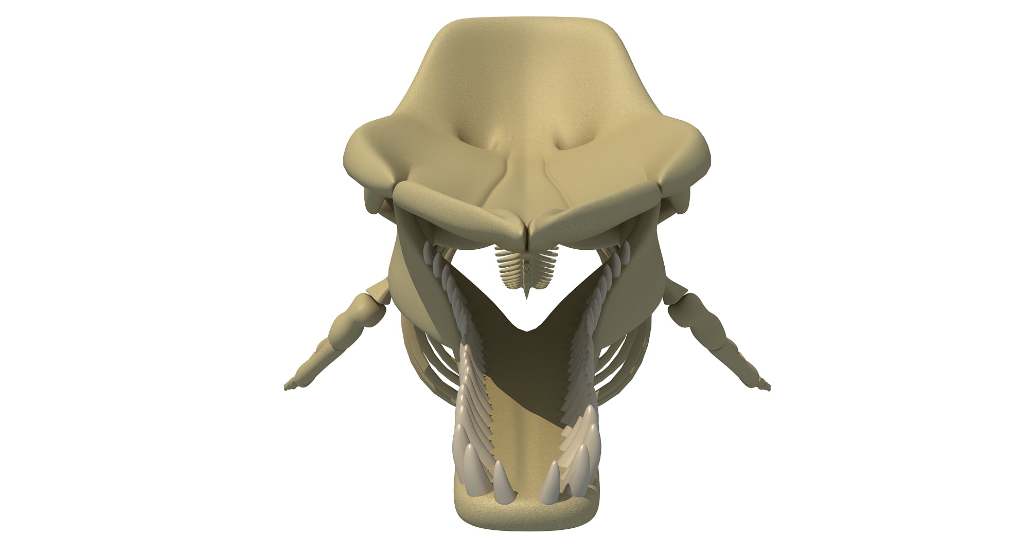 Sperm Whale Skeleton 3D Model