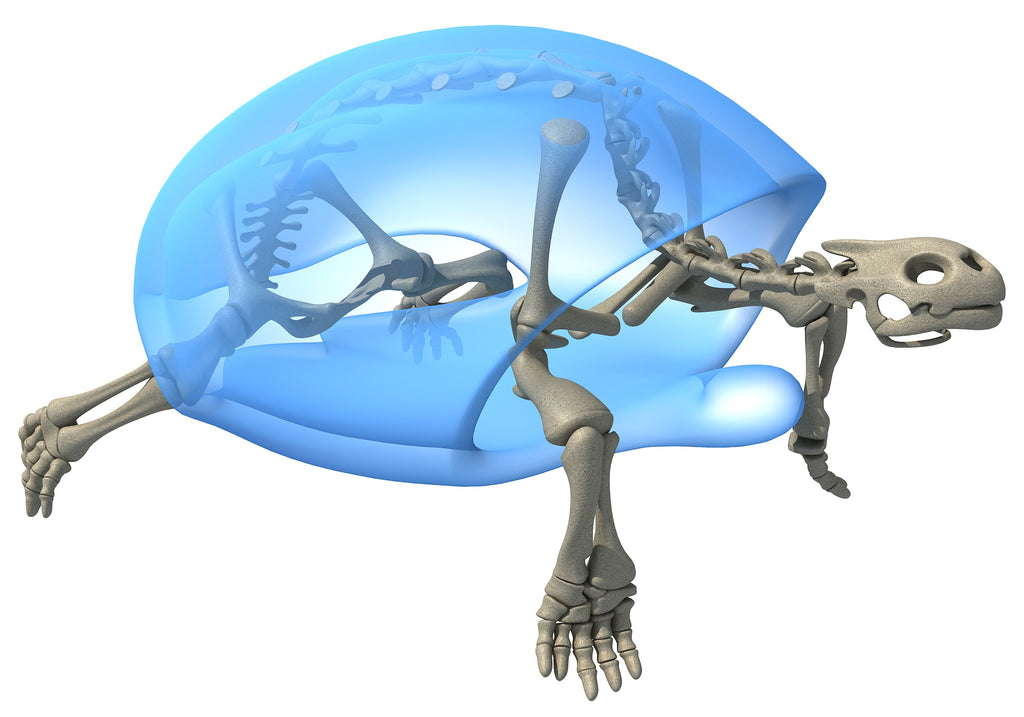 Tortoise Skeleton