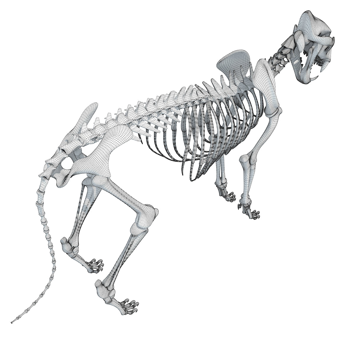 Lion Skeleton 3D Model